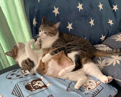 猫のすずめちゃん