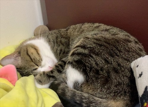 猫のすずめちゃん