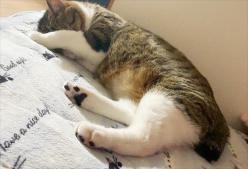 猫のすずめちゃん