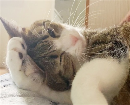 猫のすずめちゃん