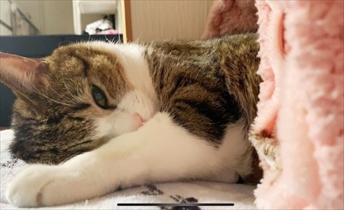 猫のすずめちゃん