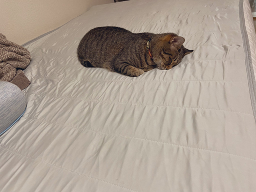 沈むように溶けていく猫