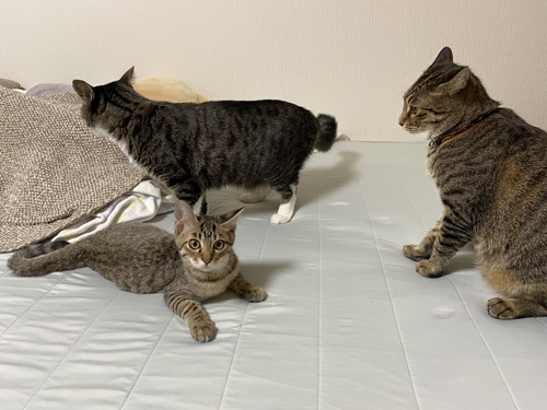 ベッドにいる3匹