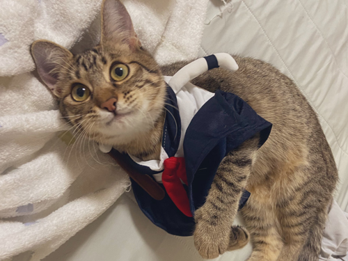 服をきたネココちゃん