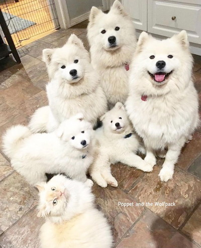 ネコちゃんとサモエドわんこたち