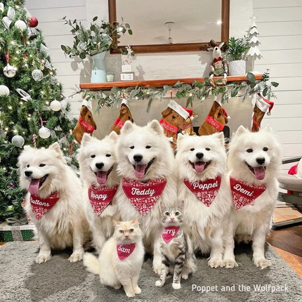 ネコちゃんとサモエドわんこたち