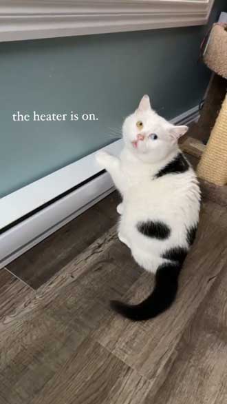 猫 Bowie 暖房 好き おとぼけ 顔 かわいい