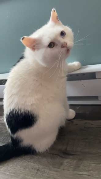 猫 Bowie 暖房 好き おとぼけ 顔 かわいい