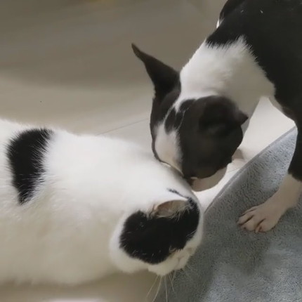 ゼロちゃんとリンちゃん