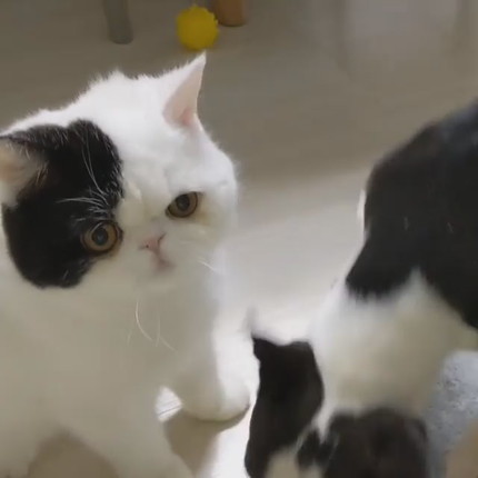 ゼロちゃんとリンちゃん