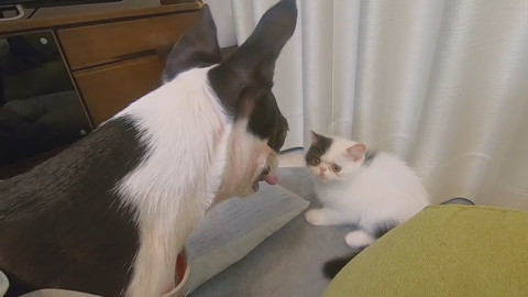 ゼロちゃんとレイちゃんとリンちゃん