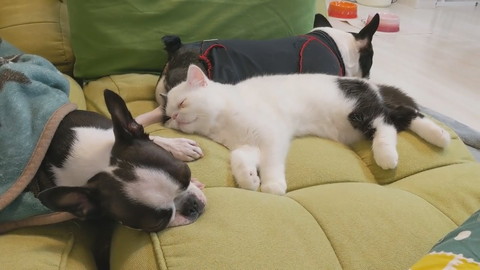 ゼロちゃんとレイちゃんとリンちゃん