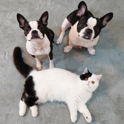 ゼロちゃんレイちゃんリンちゃん