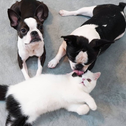 ゼロちゃんレイちゃんリンちゃん