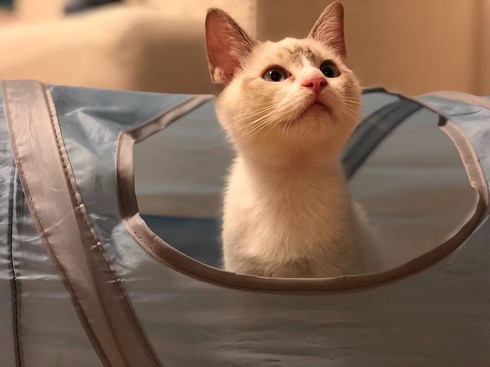 ねこ