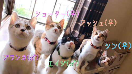 5ニャンとお名前