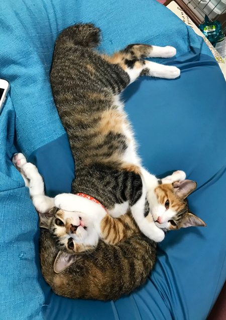 からむ猫ちゃん