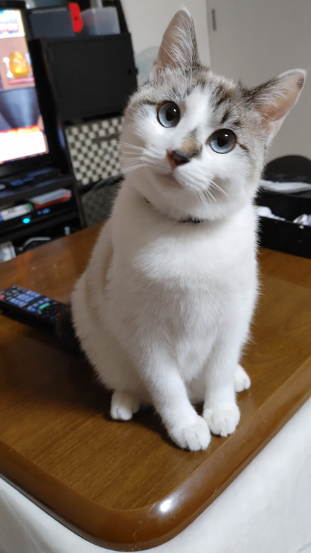 こたつに乗って首をかしげるブランカくん