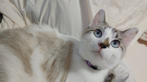 笑うブランカくんアップ