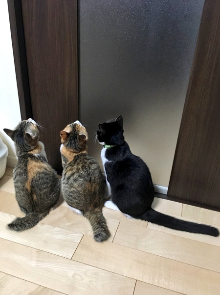 トイレ前3ニャンズ