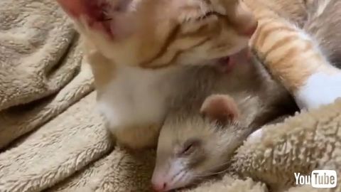 Cat Gets Interrupted