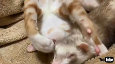 Cat Gets Interrupted