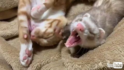 Cat Gets Interrupted