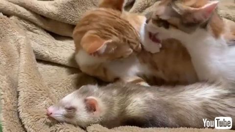 Cat Gets Interrupted