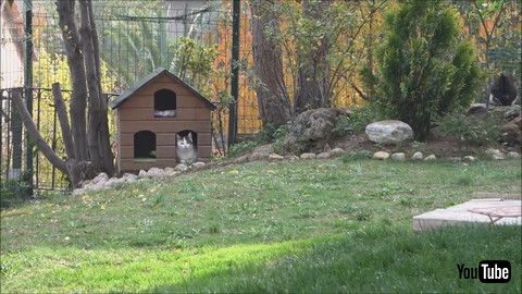 「My Biggest Dream For Our Outdoor Cats Finally Came True !!」