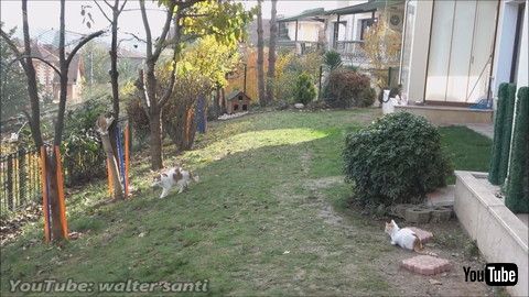 「My Biggest Dream For Our Outdoor Cats Finally Came True !!」