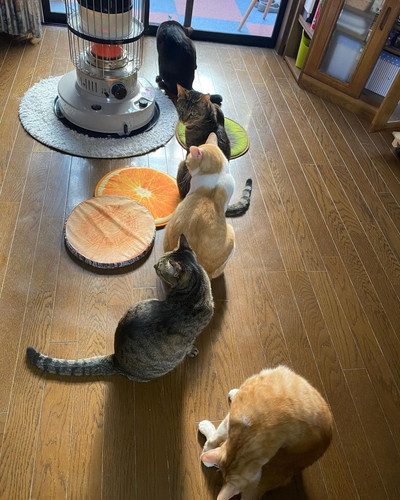 ネコちゃんたち