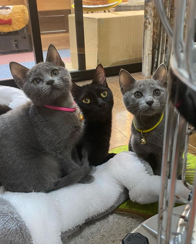 ネコちゃんたち