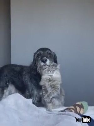 「Cat Snuggles Against Dog's Beard - 1165861」