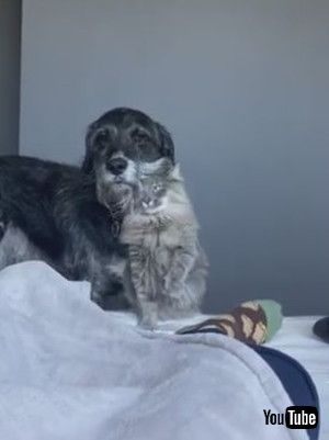 「Cat Snuggles Against Dog's Beard - 1165861」