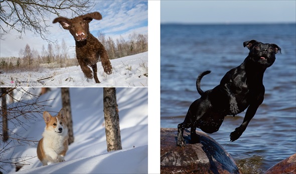 世界の犬種大図鑑