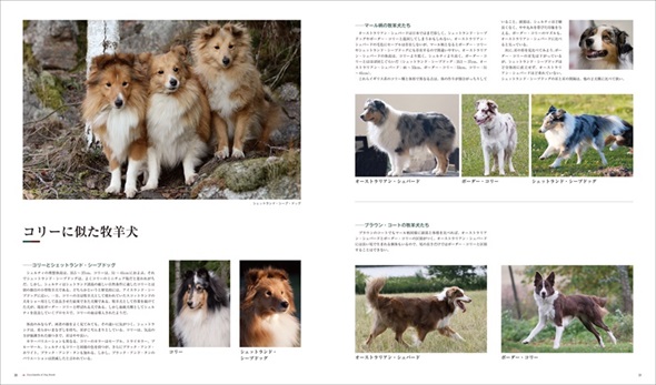 世界の犬種大図鑑