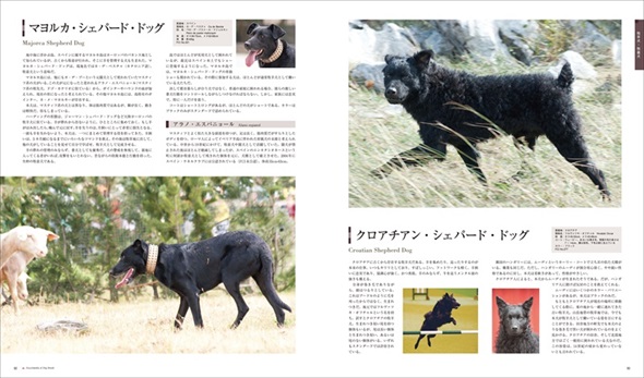 世界の犬種大図鑑