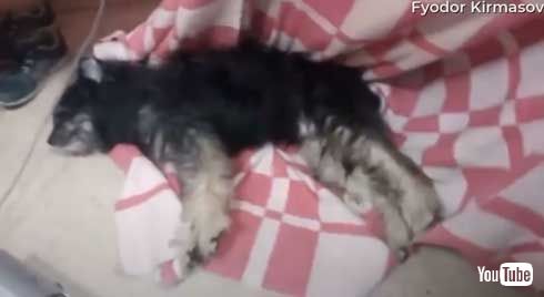 氷水 川 穴 落ちた 犬 救助 ロシア YouTube