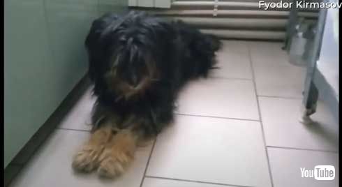 氷水 川 穴 落ちた 犬 救助 ロシア YouTube