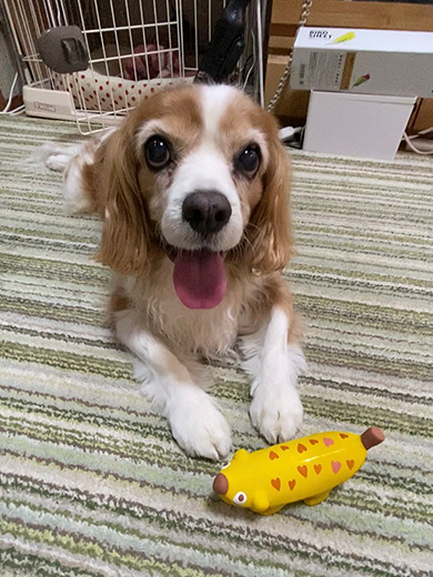 文鳥　2羽　もちもち　かわいい　ダンス　動画