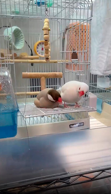 文鳥　2羽　もちもち　かわいい　ダンス　動画