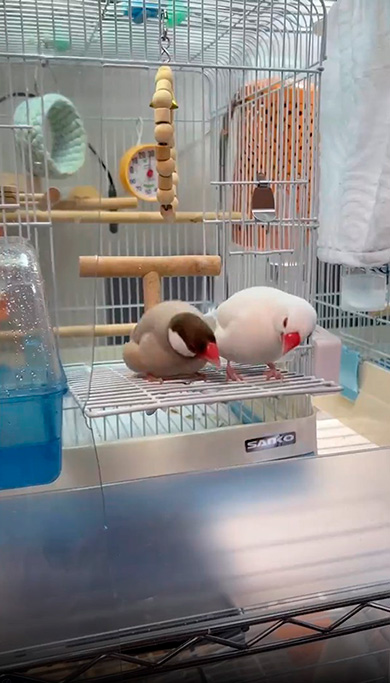 文鳥　2羽　もちもち　かわいい　ダンス　動画