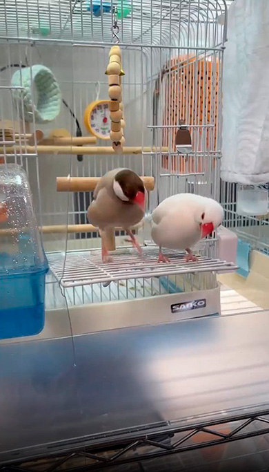 文鳥　2羽　もちもち　かわいい　ダンス　動画