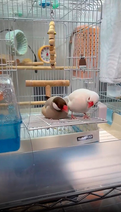 文鳥　2羽　もちもち　かわいい　ダンス　動画