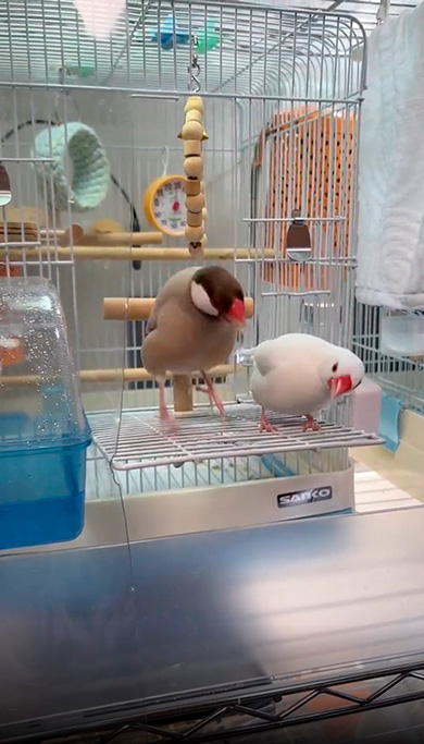 文鳥　2羽　もちもち　かわいい　ダンス　動画