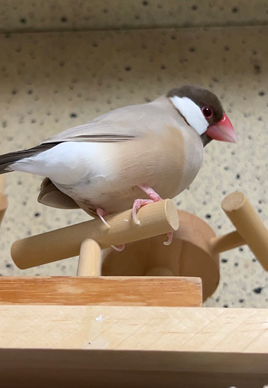 文鳥　2羽　もちもち　かわいい　ダンス　動画