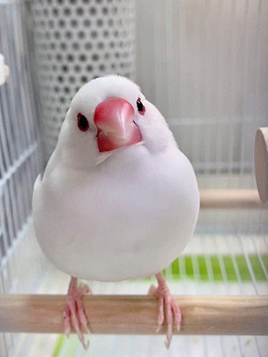 文鳥　2羽　もちもち　かわいい　ダンス　動画