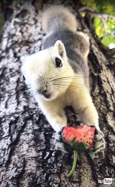 果物を食べるリス