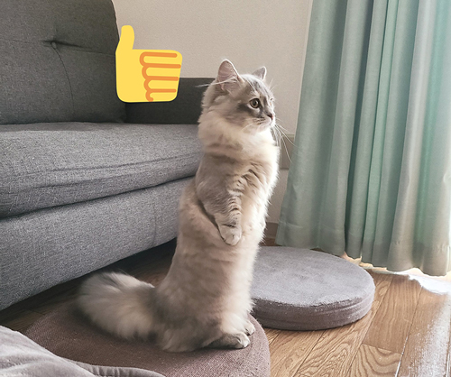 オオタチナズナちゃん