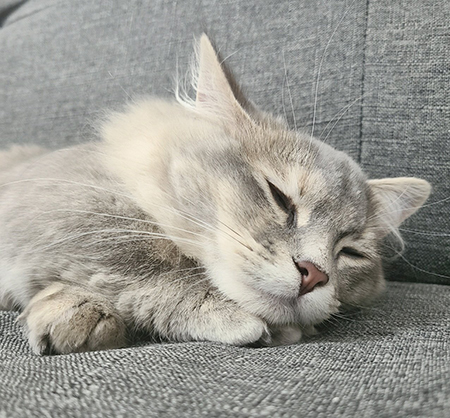 ねむそうなナズナちゃん